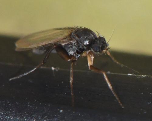 Megaselia rufipes